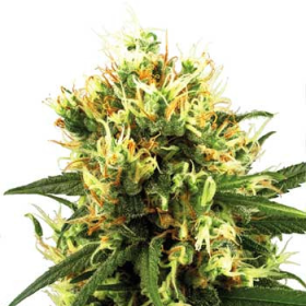 White Haze Auto - WHITE LABEL | TanieSianie.pl