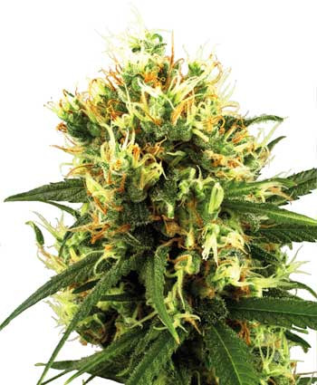 White Haze Auto - WHITE LABEL | TanieSianie.pl