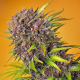 Diablo Rojo XL Auto - SWEET SEEDS | TanieSianie.pl
