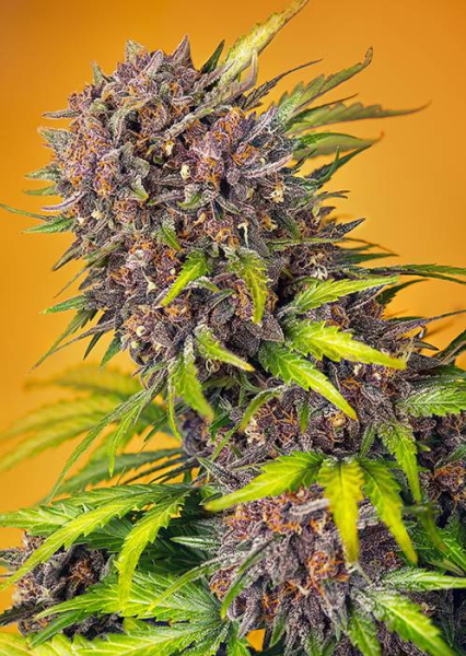 Diablo Rojo XL Auto - SWEET SEEDS | TanieSianie.pl