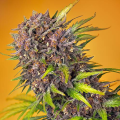Diablo Rojo XL Auto - SWEET SEEDS