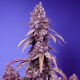 Black Muffin F1 Fast Version - SWEET SEEDS | TanieSianie.pl