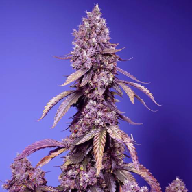 Black Muffin F1 Fast Version - SWEET SEEDS | TanieSianie.pl