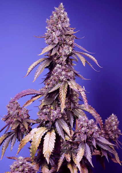 Black Muffin F1 Fast Version - SWEET SEEDS | TanieSianie.pl