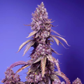 Black Muffin F1 Fast Version - SWEET SEEDS