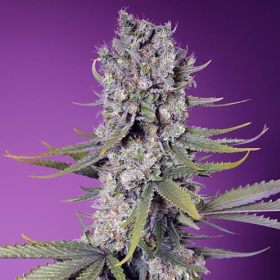 Papaya Zoap F1 Fast Version - SWEET SEEDS | TanieSianie.pl