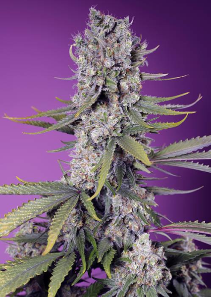 Papaya Zoap F1 Fast Version - SWEET SEEDS | TanieSianie.pl