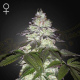 Milky Dreams - GREEN HOUSE SEEDS | TanieSianie.pl