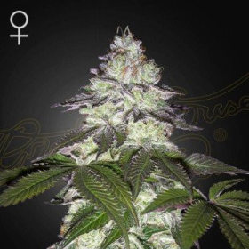 Milky Dreams - GREEN HOUSE SEEDS | TanieSianie.pl