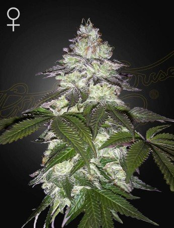 Milky Dreams - GREEN HOUSE SEEDS | TanieSianie.pl