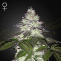 Milky Dreams - GREEN HOUSE SEEDS