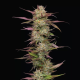Blueberry Pancakes - HUMBOLDT SEEDS COMPANY | TanieSianie.pl