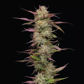 Blueberry Pancakes - HUMBOLDT SEEDS COMPANY | TanieSianie.pl