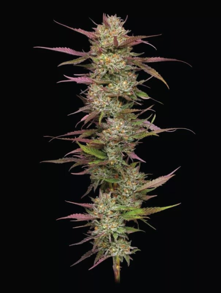 Blueberry Pancakes - HUMBOLDT SEEDS COMPANY | TanieSianie.pl