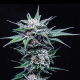 Blueberry Pancakes - HUMBOLDT SEEDS COMPANY | TanieSianie.pl