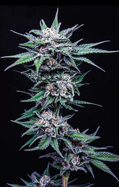 Blueberry Pancakes - HUMBOLDT SEEDS COMPANY | TanieSianie.pl