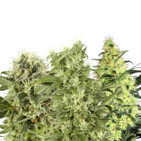 Female Mix - WHITE LABEL | TanieSianie.pl