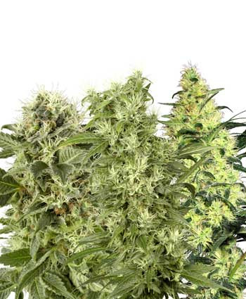 Female Mix - WHITE LABEL | TanieSianie.pl