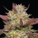 Blueberry Pancakes - HUMBOLDT SEEDS COMPANY | TanieSianie.pl