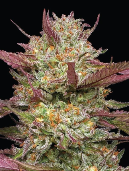 Blueberry Pancakes - HUMBOLDT SEEDS COMPANY | TanieSianie.pl