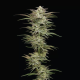 Jelly Donutz - HUMBOLDT SEEDS COMPANY | TanieSianie.pl