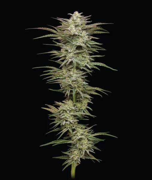 Jelly Donutz - HUMBOLDT SEEDS COMPANY | TanieSianie.pl