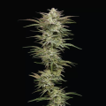 Jelly Donutz - HUMBOLDT SEEDS COMPANY