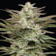 Jelly Donutz - HUMBOLDT SEEDS COMPANY | TanieSianie.pl