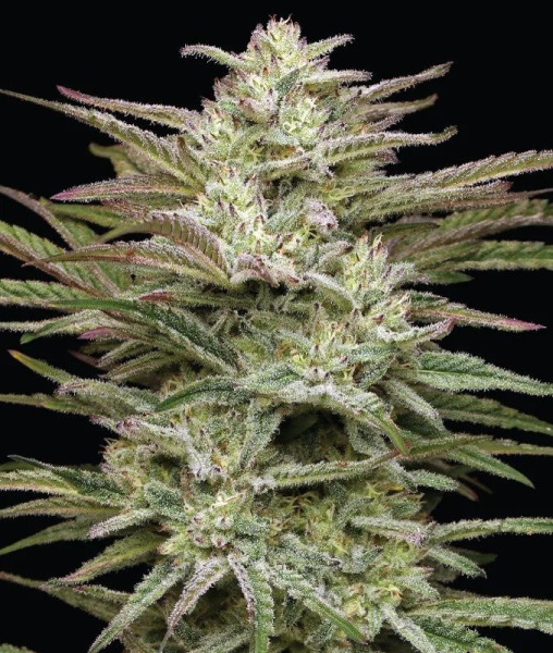 Jelly Donutz - HUMBOLDT SEEDS COMPANY | TanieSianie.pl