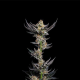 Jelly Donutz - HUMBOLDT SEEDS COMPANY | TanieSianie.pl