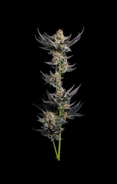 Jelly Donutz - HUMBOLDT SEEDS COMPANY | TanieSianie.pl