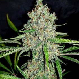 Amnesia HY-PRO | TanieSianie.pl