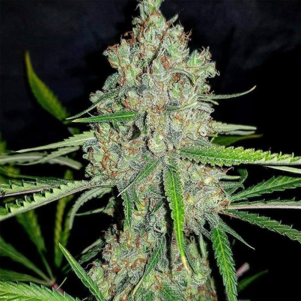 Amnesia HY-PRO | TanieSianie.pl