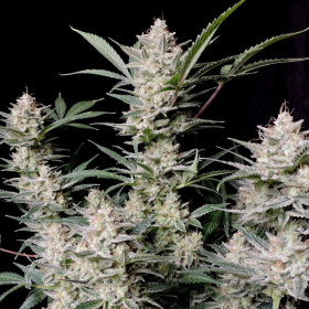 Strawberry Gorilla Auto | TanieSianie.pl
