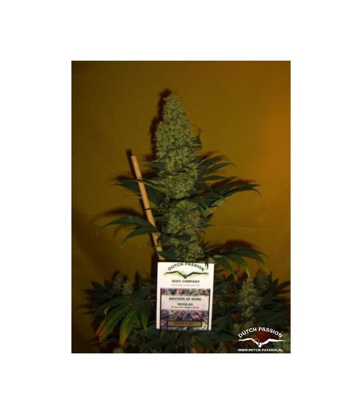 Power Plant - DUTCH PASSION | TanieSianie.pl