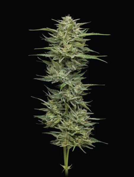 Hella Jelly - HUMBOLDT SEED COMPANY | TanieSianie.pl