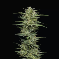 Hella Jelly - HUMBOLDT SEED COMPANY
