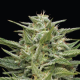 Hella Jelly - HUMBOLDT SEED COMPANY | TanieSianie.pl