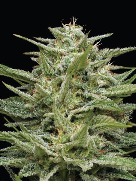Hella Jelly - HUMBOLDT SEED COMPANY | TanieSianie.pl