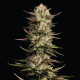 California Octane - HUMBOLDT SEED COMPANY | TanieSianie.pl