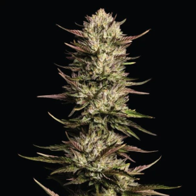 California Octane - HUMBOLDT SEED COMPANY | TanieSianie.pl