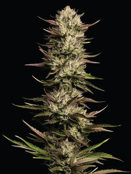 California Octane - HUMBOLDT SEED COMPANY | TanieSianie.pl