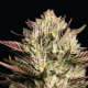 California Octane - HUMBOLDT SEED COMPANY | TanieSianie.pl