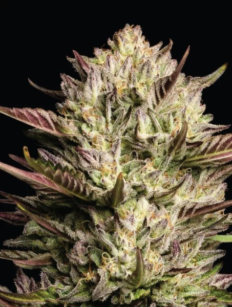 California Octane - HUMBOLDT SEED COMPANY | TanieSianie.pl