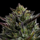 California Octane - HUMBOLDT SEED COMPANY | TanieSianie.pl