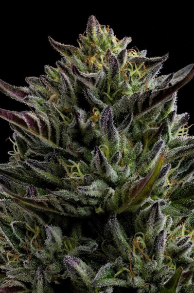 California Octane - HUMBOLDT SEED COMPANY | TanieSianie.pl
