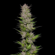 Don Carlos - HUMBOLDT SEED COMPANY | TanieSianie.pl