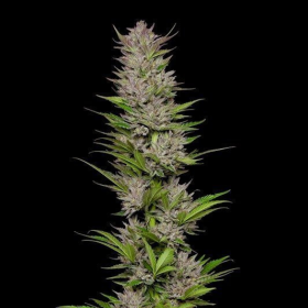 Don Carlos - HUMBOLDT SEED COMPANY | TanieSianie.pl