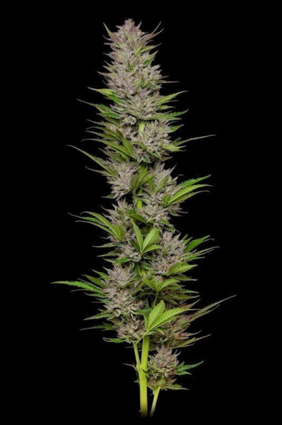 Don Carlos - HUMBOLDT SEED COMPANY | TanieSianie.pl