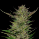 Don Carlos - HUMBOLDT SEED COMPANY | TanieSianie.pl